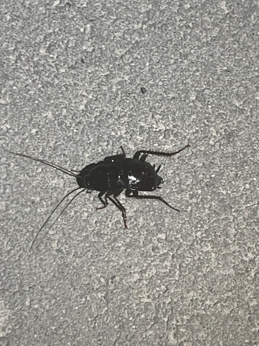 Oriental Cockroach