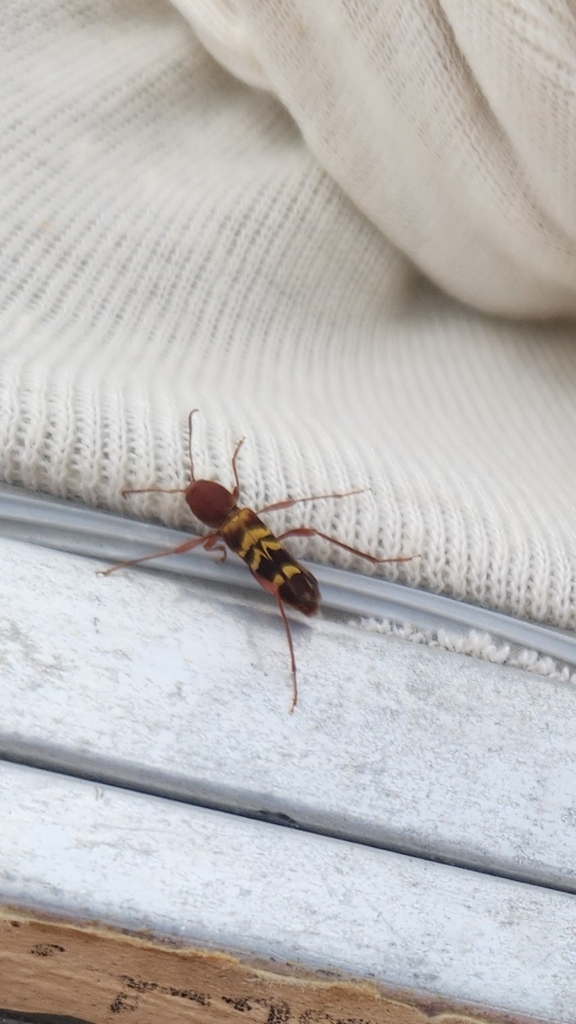 Neoclytus approximatus