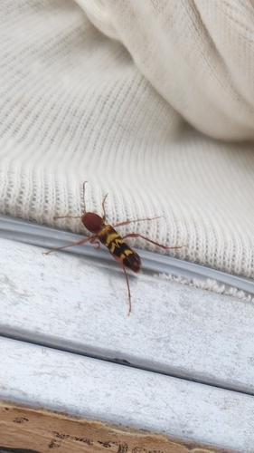 Neoclytus approximatus