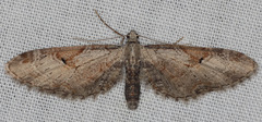 Eupithecia nevadata