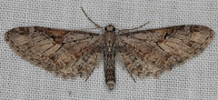 Eupithecia nevadata