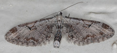 Eupithecia nevadata