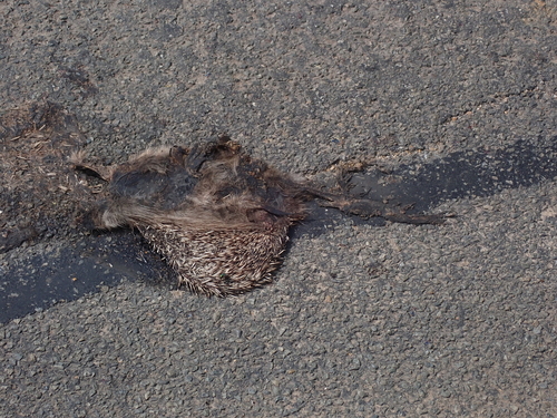 Common Hedgehog