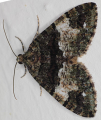 Hydriomena albifasciata