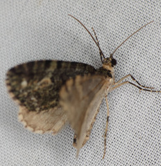 Hydriomena albifasciata