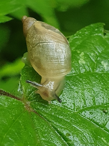Common European Ambersnail