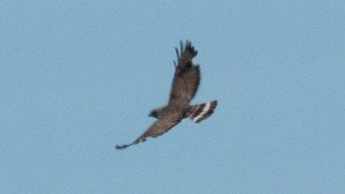 Broad-winged Hawk