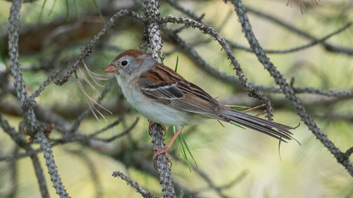 Field Sparrow