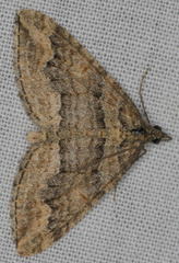 Perizoma custodiata