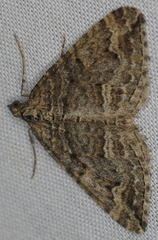 Perizoma custodiata