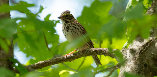 Savannah Sparrow