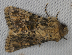 Pseudobryomima fallax