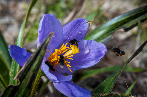 Spiny-legged Stingless bee