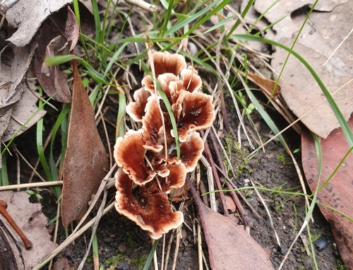 Wine Glass Fungus