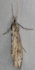 Evergestis angustalis