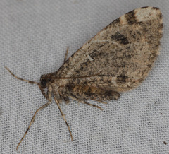 Stamnodes albiapicata