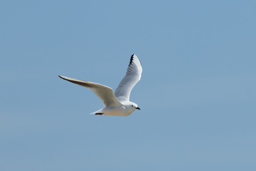 Slender-billed Gull (Chroicocephalus genei), photo 10