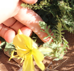 Oenothera grandis