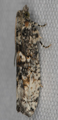 Chimoptesis chrysopyla