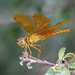 Mexican Amberwing - Photo (c) Katja Schulz, some rights reserved (CC BY)