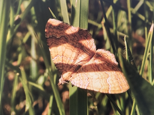 Yellow Shell Moth