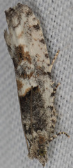Chimoptesis chrysopyla
