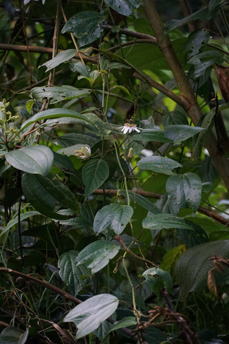Passiflora alnifolia