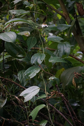 Passiflora alnifolia, photograph 2