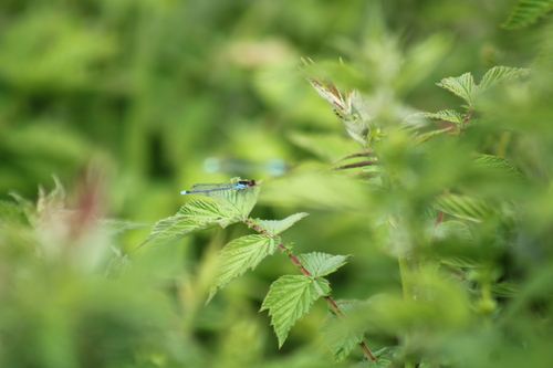 Red-eyed Damselfly