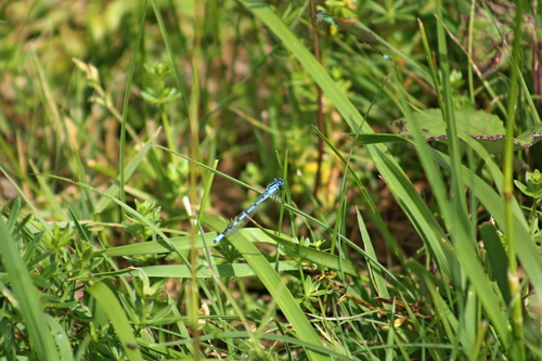 Common Blue Damselfly