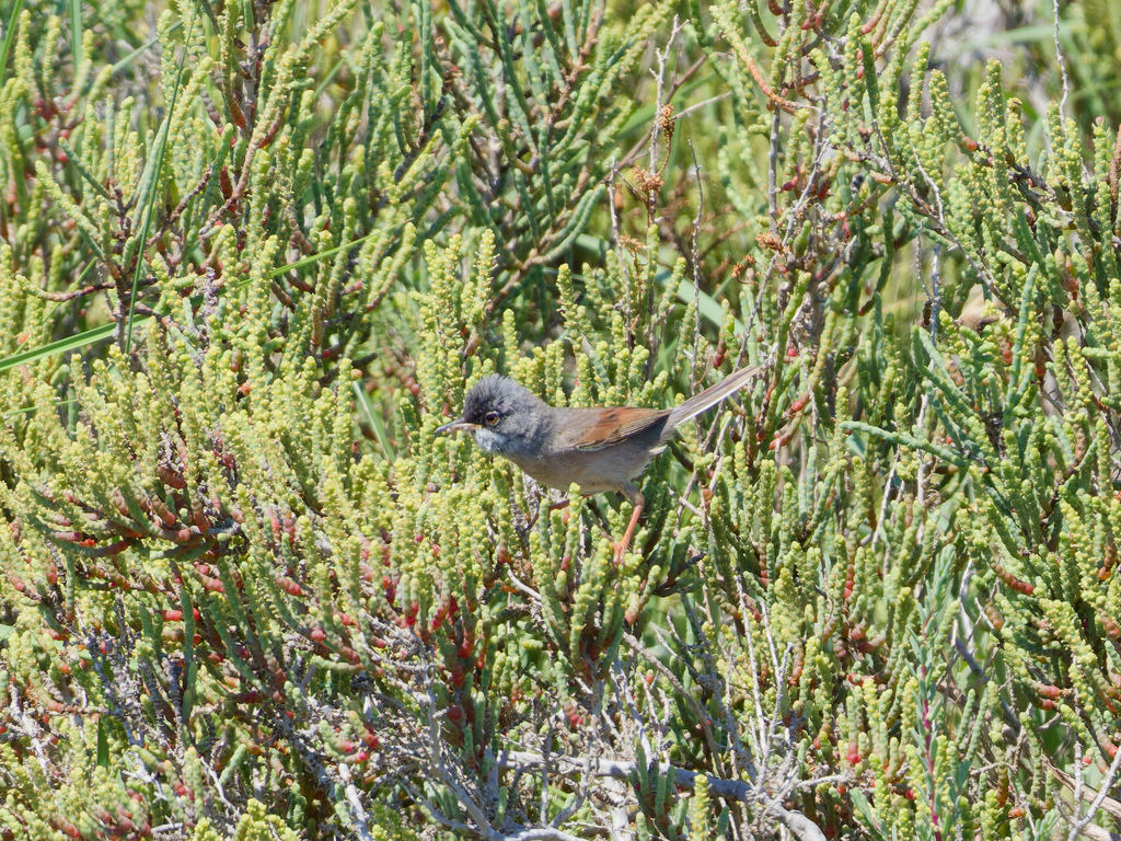 Spectacled Warbler