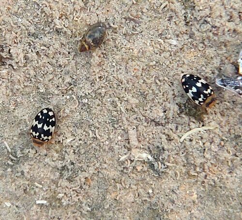 Laccophilus pictus insignis