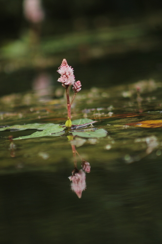 water smartweed