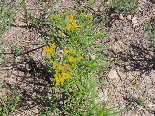 Threadleaf Glowwort