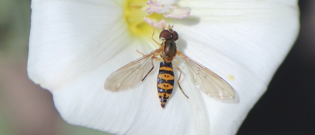 Toxomerus mutuus