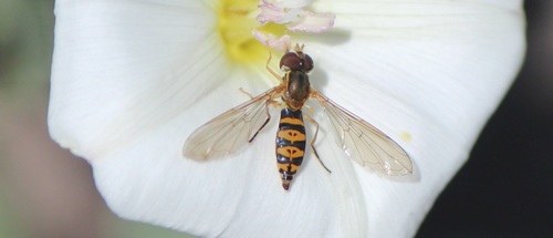 Toxomerus mutuus