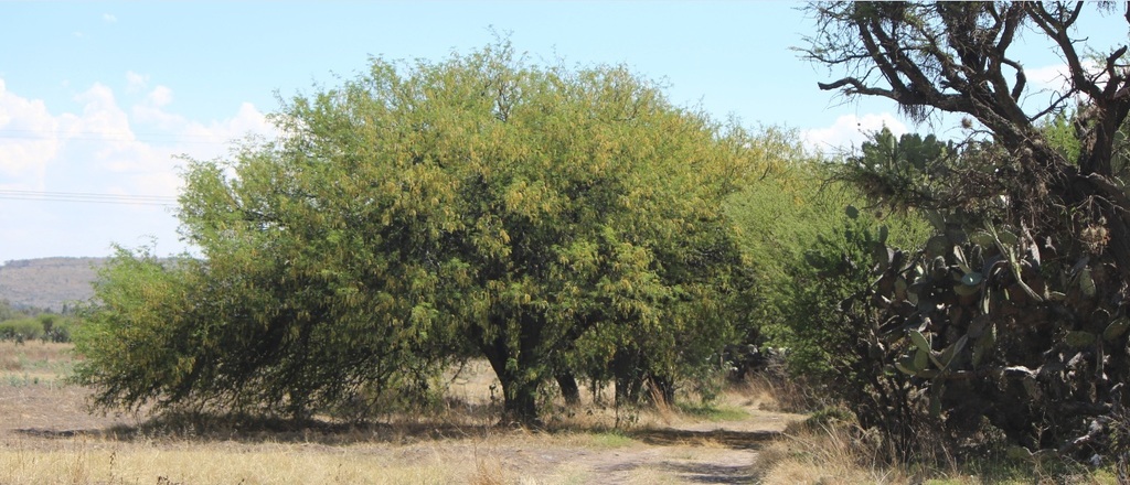 Prosopis laevigata (Humb. & Bonpl. ex Willd.) M.C.Johnst. 3