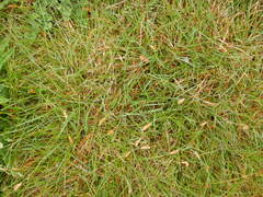 Sesleria caerulea, photograph author not stated, no rights reserved