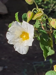 Cistus salviifolius