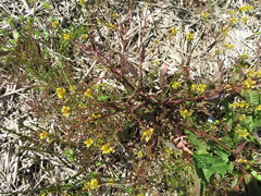 Rorippa palustris