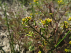 Rorippa palustris