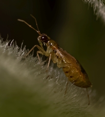 Dicyphus discrepans