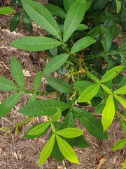 Cossinia australiana