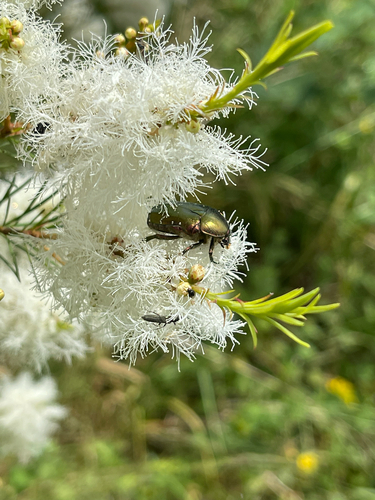 European Rose Chafer