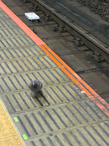 Rock Pigeon