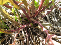 Rorippa palustris