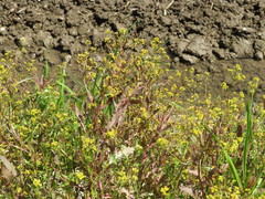 Rorippa palustris