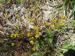 Rorippa palustris