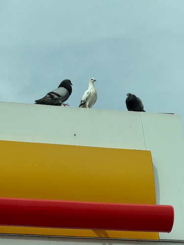 Feral Pigeon