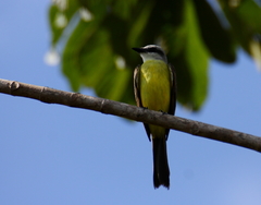 Tyrannus albogularis